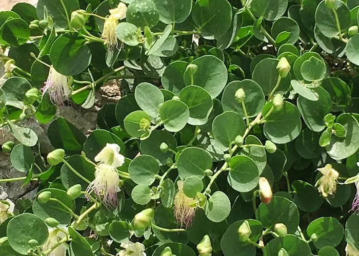 Cappari House * ナウサ